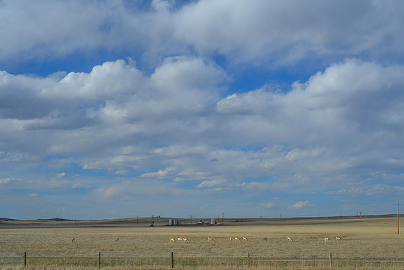 The irony of pronghorn grazing and oil being drilled