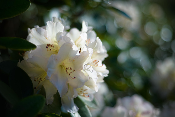 Rhododendron