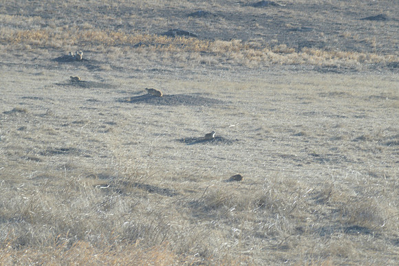 Prairie Dogs